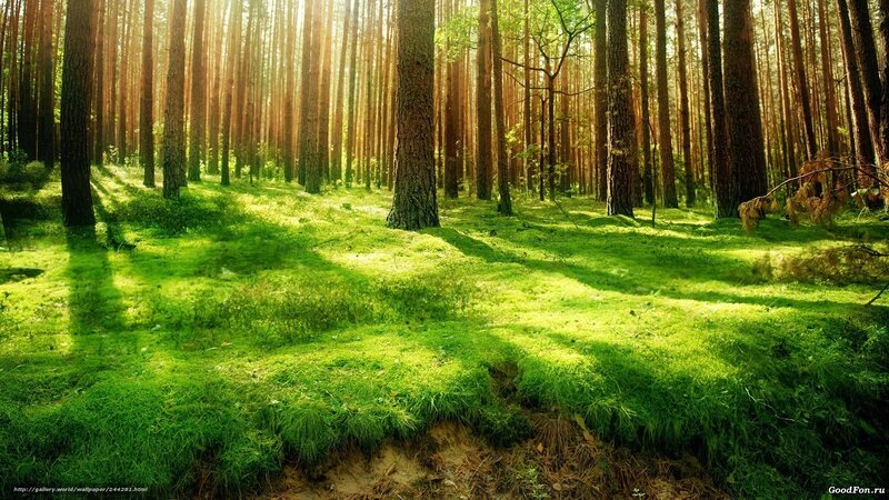 Sunlight through a pine forest