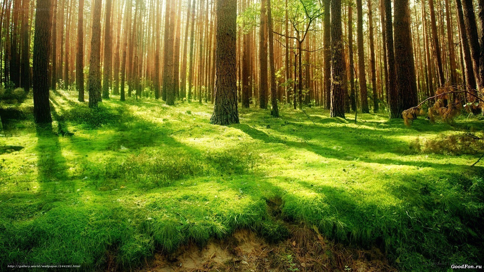 Sunlight through a pine forest