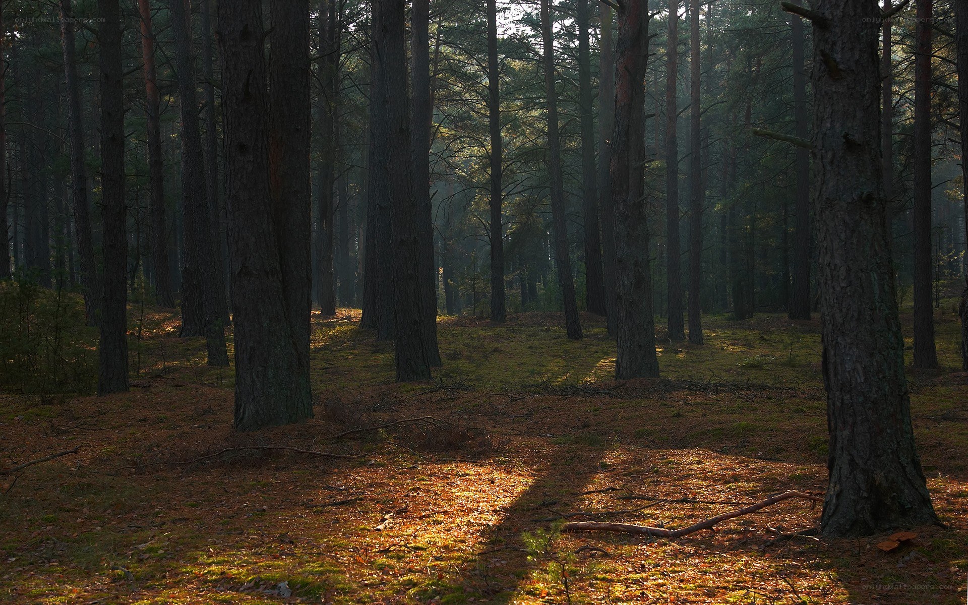 Sunlight through a pine forest