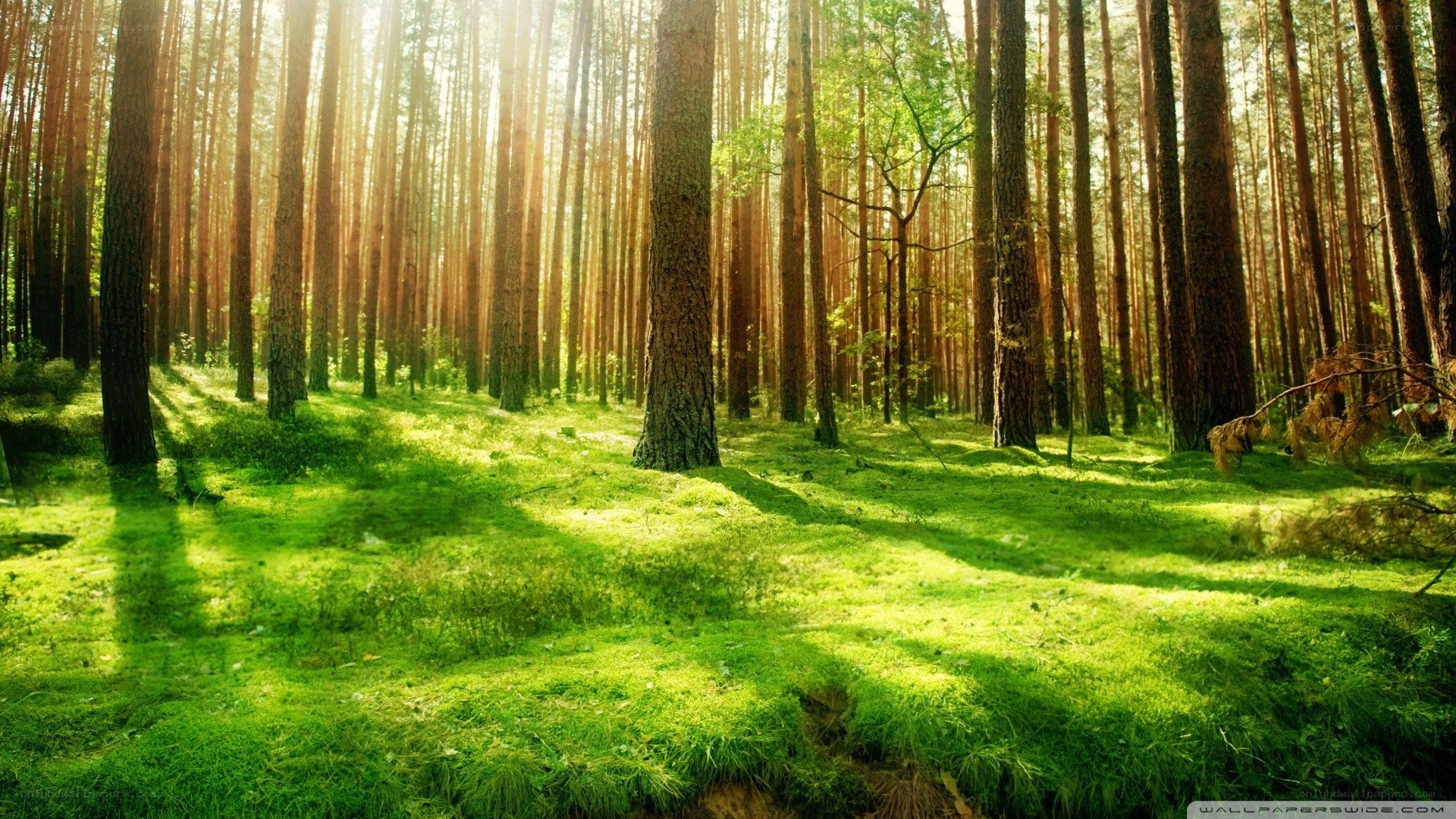 Sunlight through a pine forest