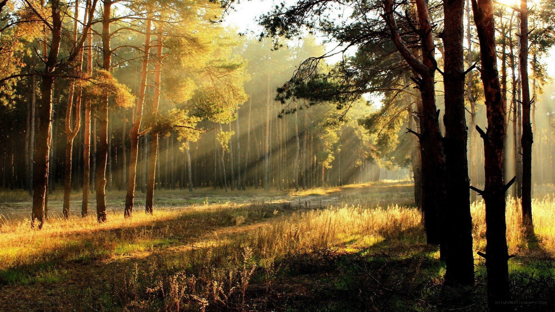 Sunlight through a pine forest