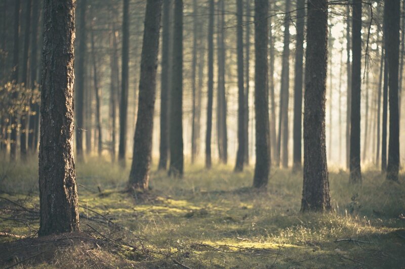 Sunlight through a pine forest