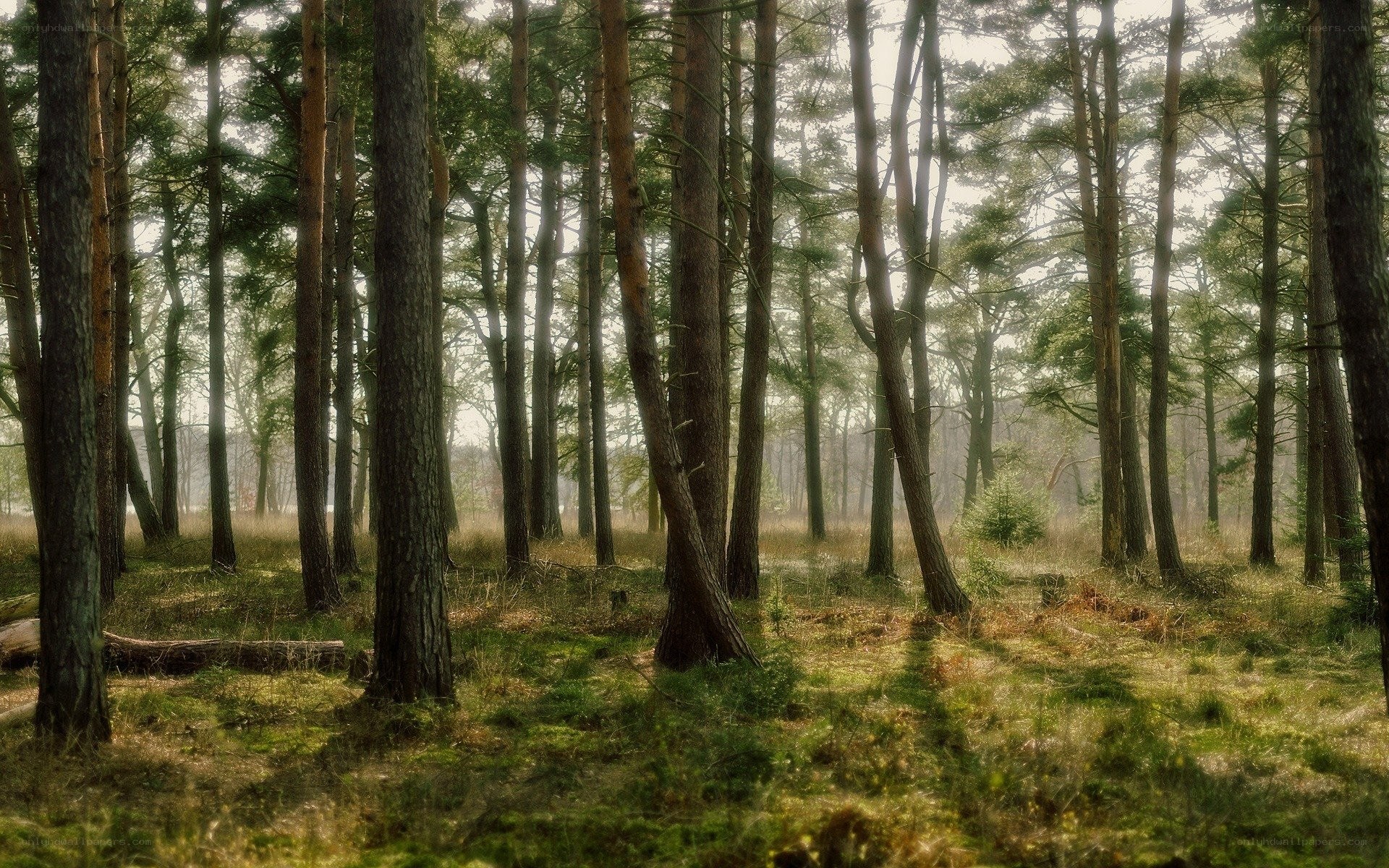 Sunlight through a pine forest
