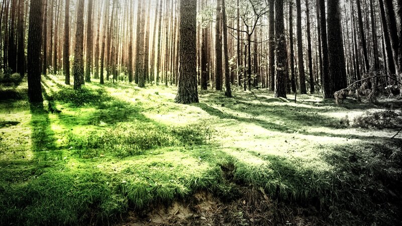 Sunlight through a pine forest