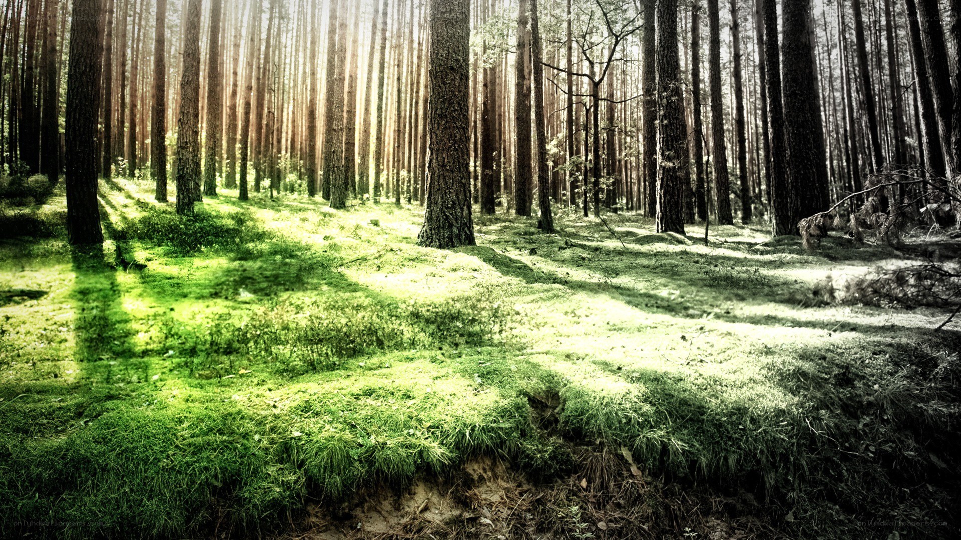 Sunlight through a pine forest