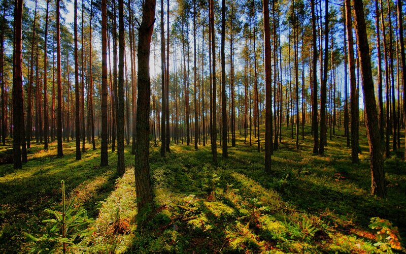 Sunlight through a pine forest
