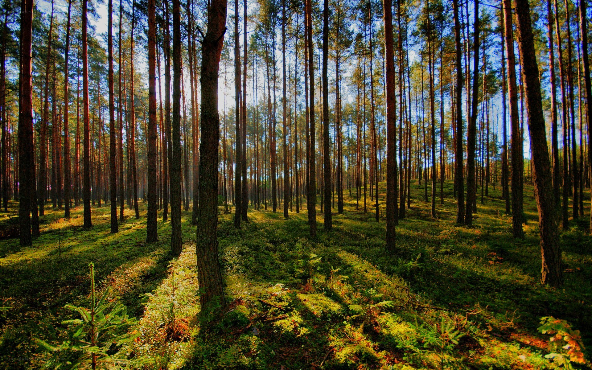 Sunlight through a pine forest