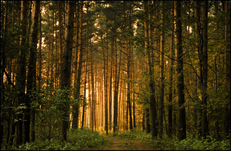 Sunlight through a pine forest
