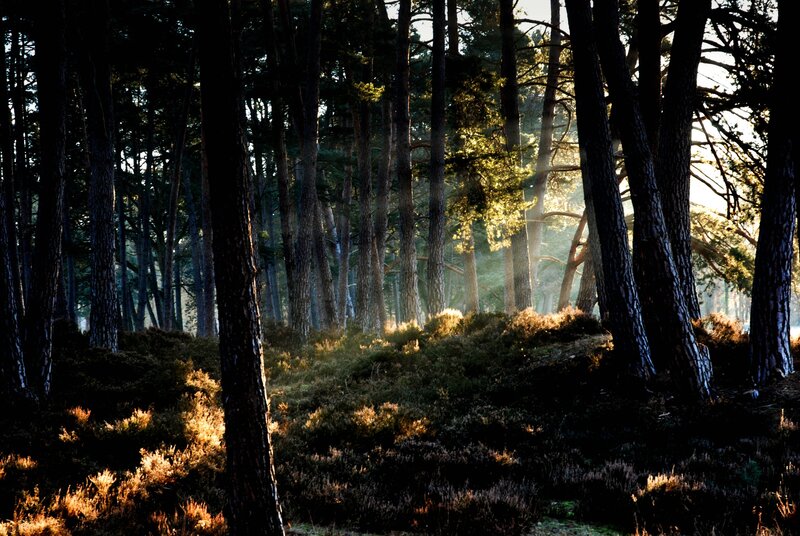 Sunlight through a pine forest