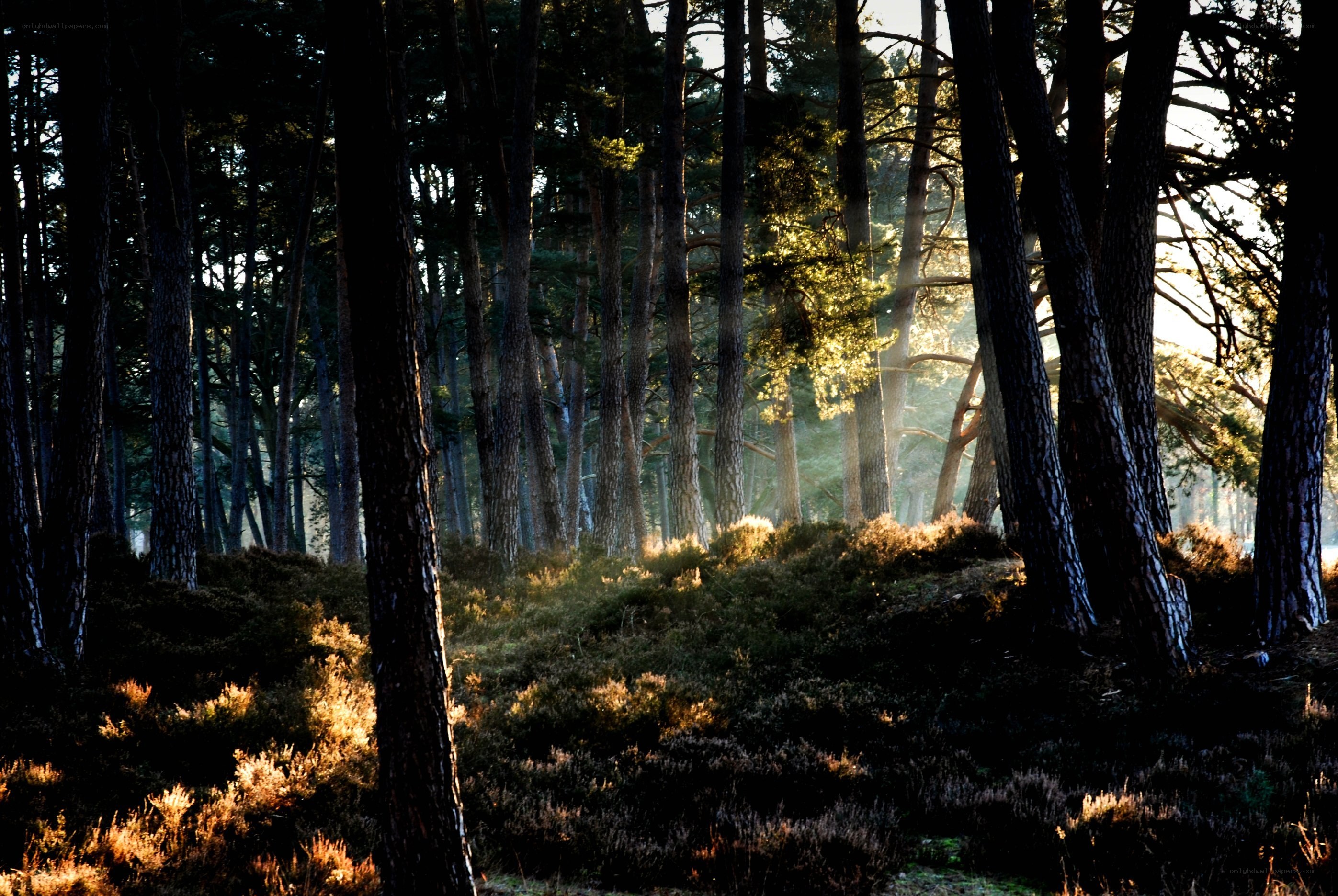 Sunlight through a pine forest