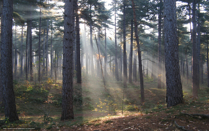Sunlight through a pine forest