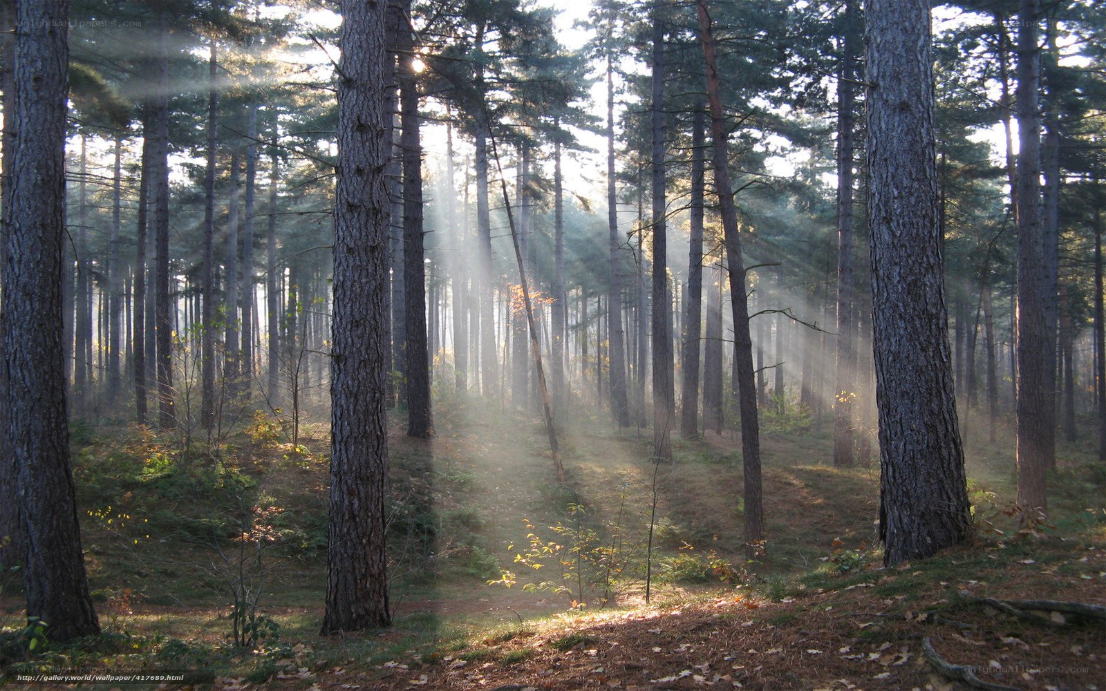 Sunlight through a pine forest