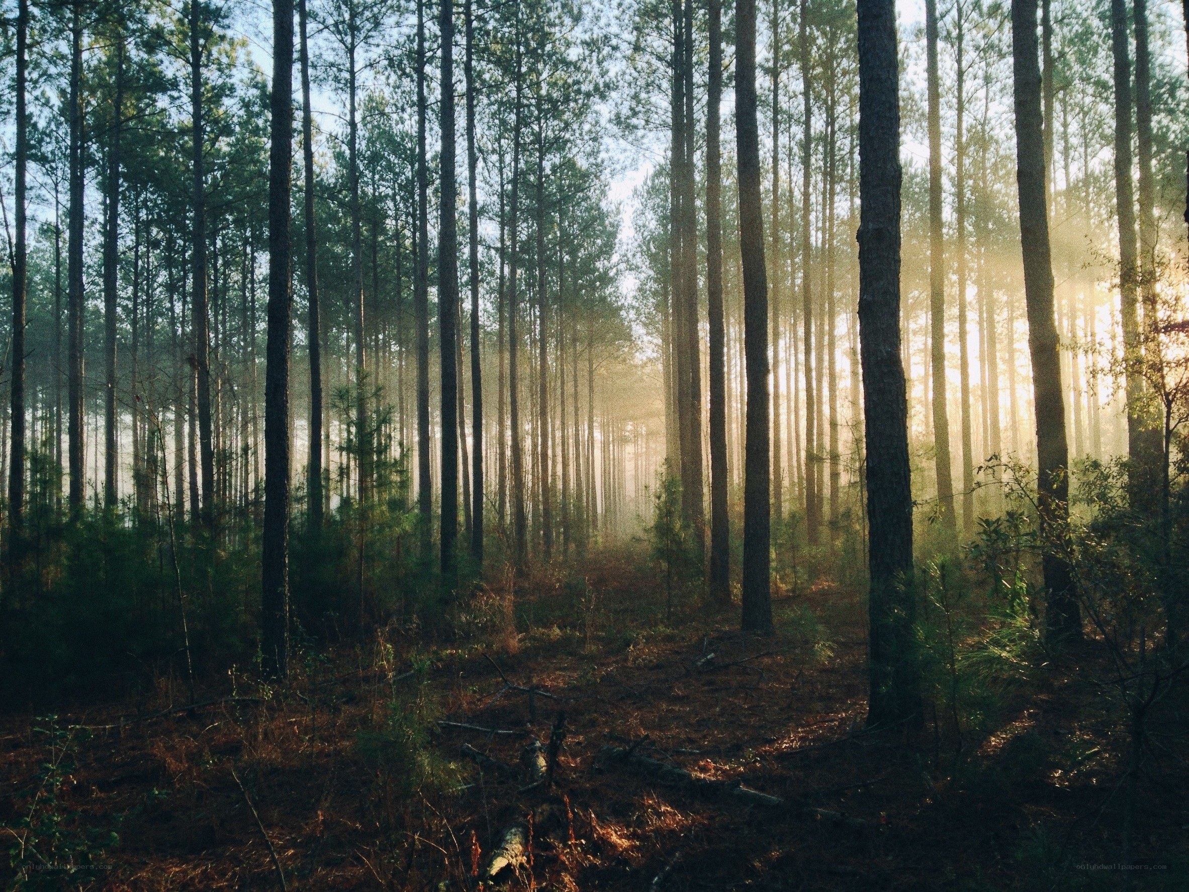 Sunlight through a pine forest