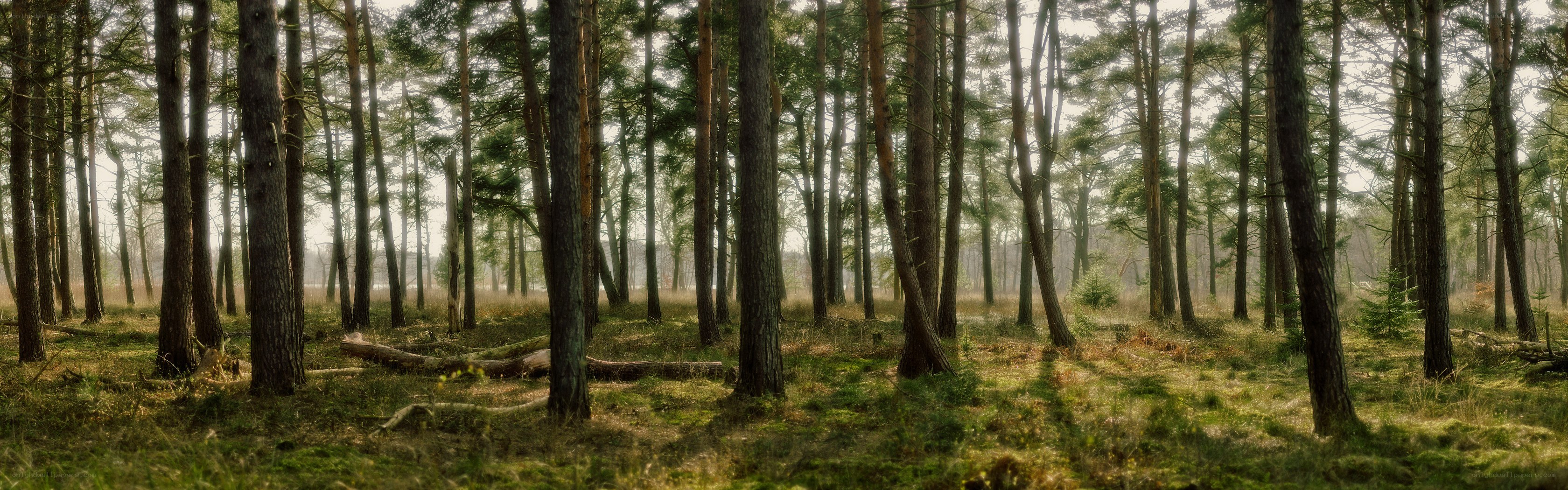 Sunlight through a pine forest