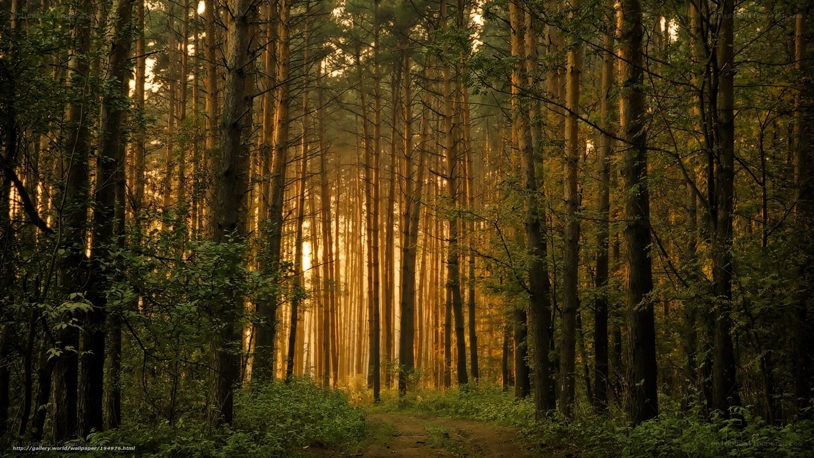 Sunlight through a pine forest