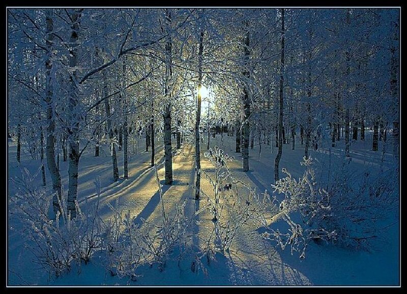 Sunlight through a snowy forest