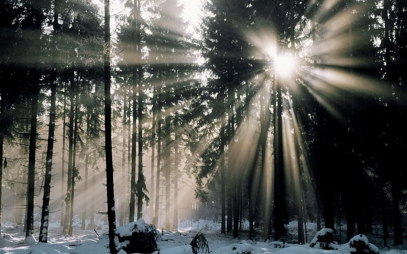 Sunlight through a snowy forest
