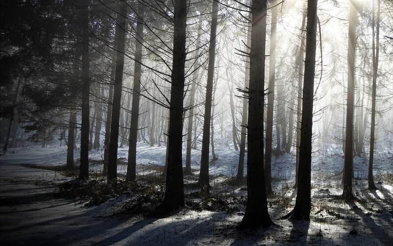 Sunlight through a snowy forest