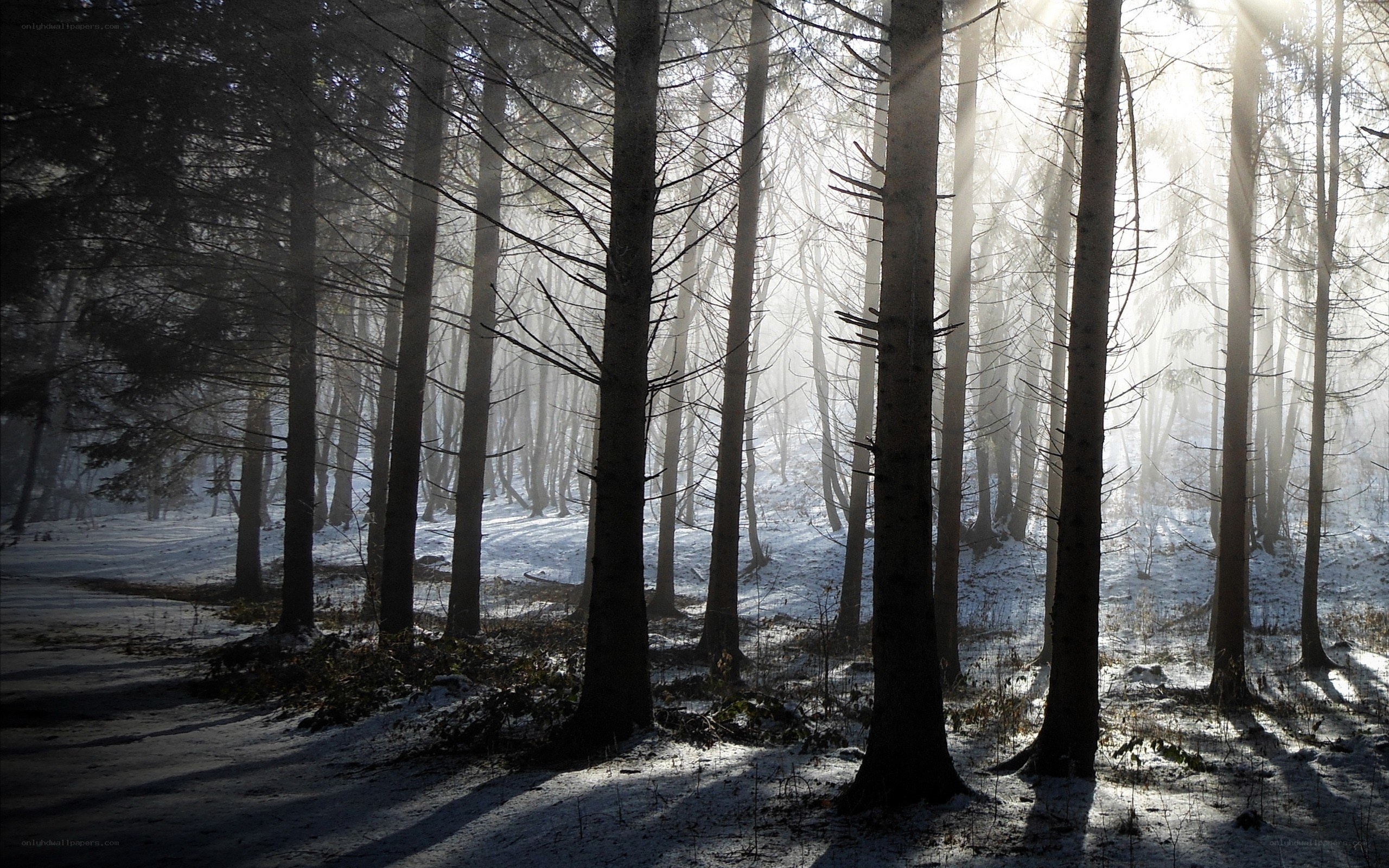 Sunlight through a snowy forest