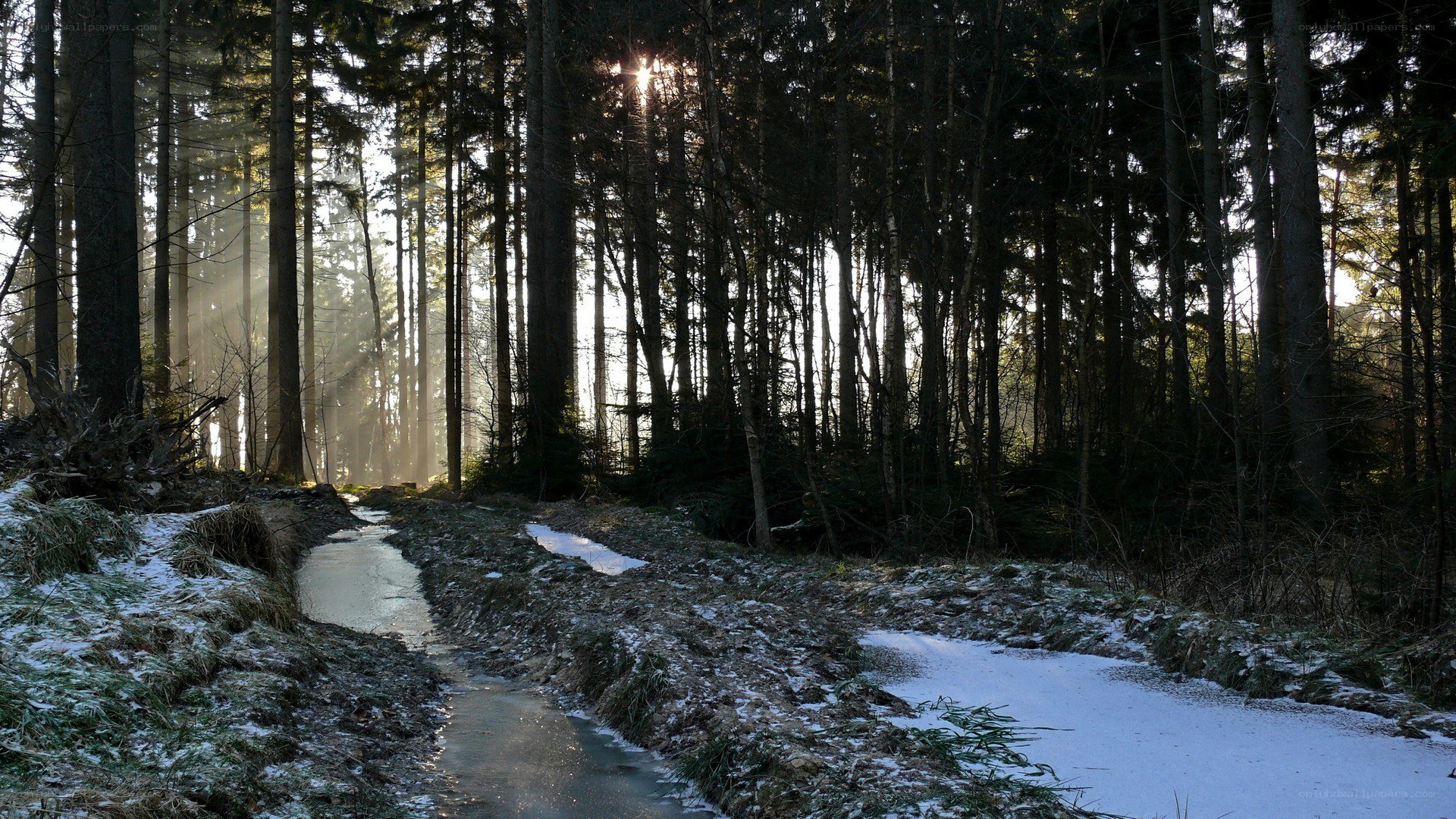 Sunlight through a snowy forest