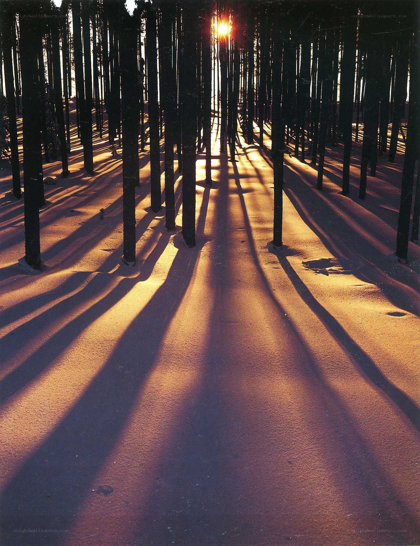 Sunlight through a snowy forest