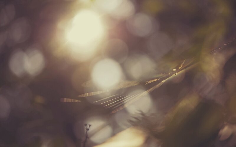 sunlight through a spider web
