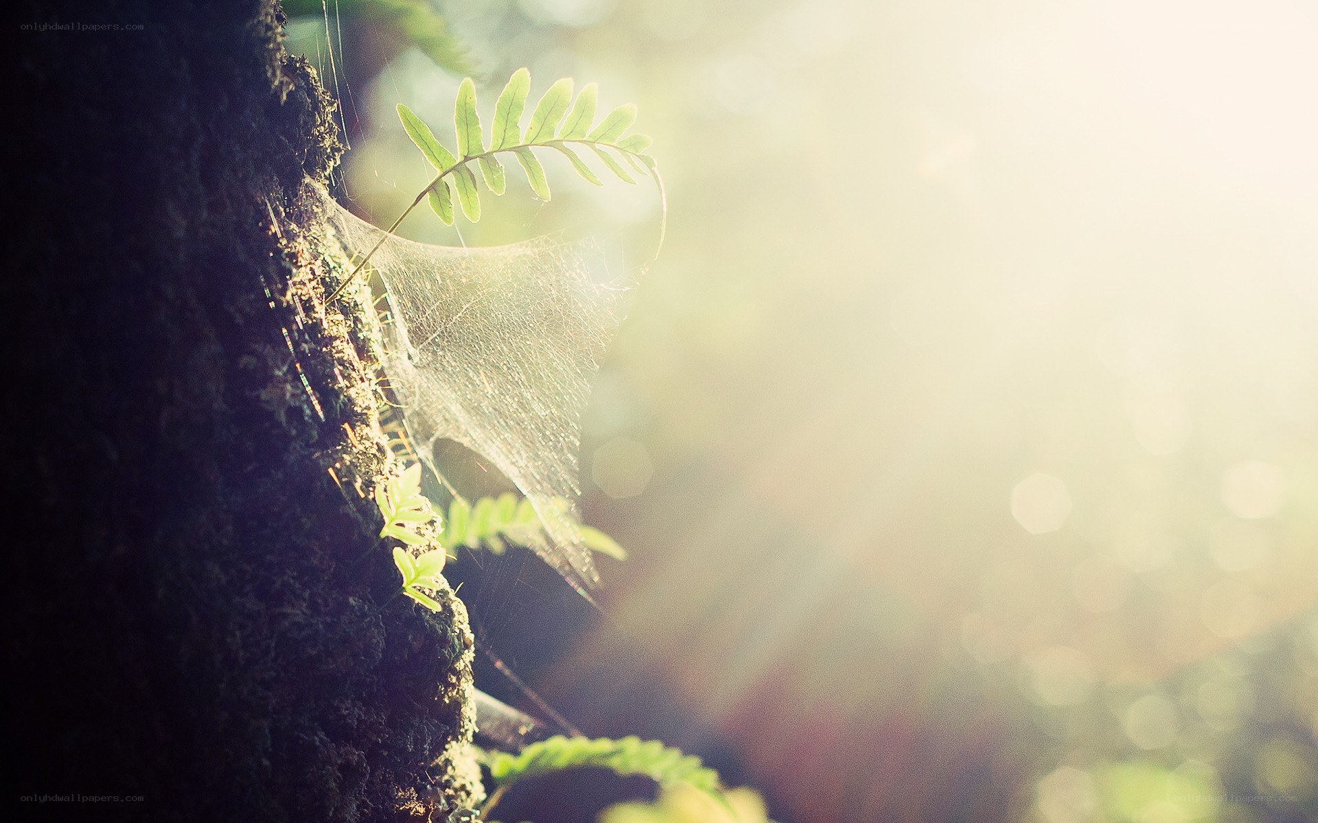 sunlight through a spiderweb