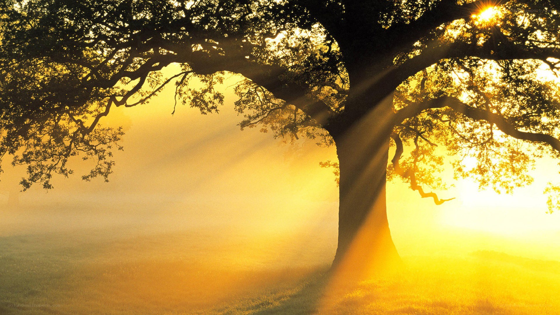 Sunlight through a tree