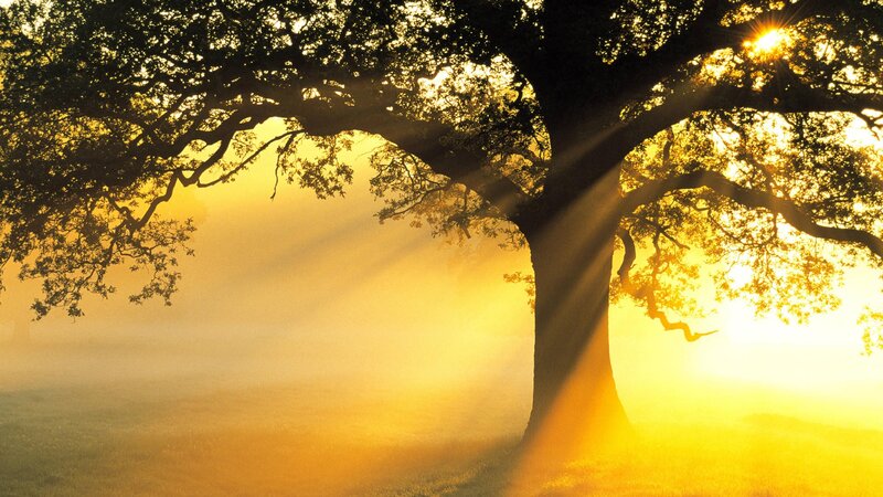 Sunlight through a tree