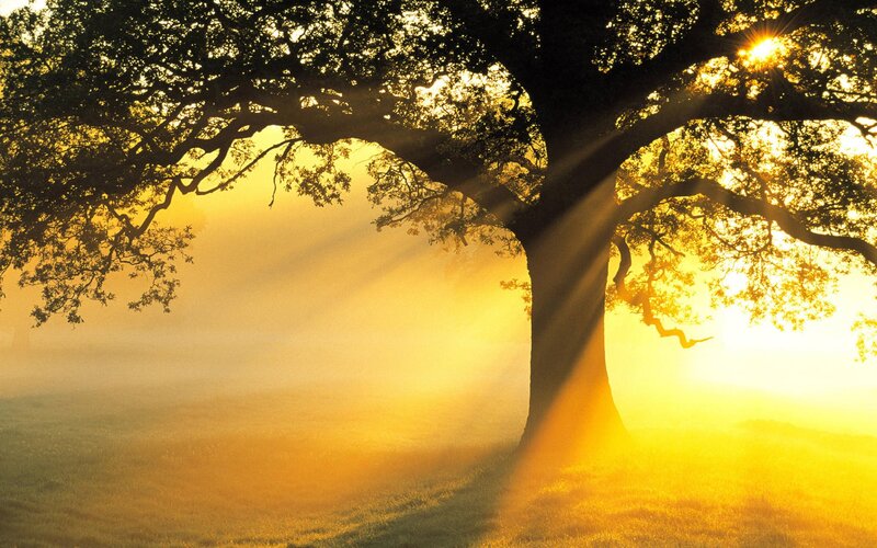 Sunlight through a tree