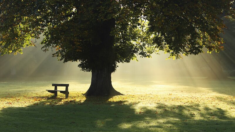 Sunlight through a tree