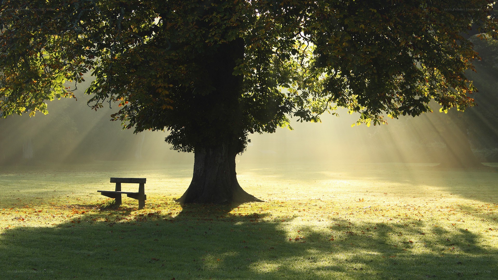 Sunlight through a tree