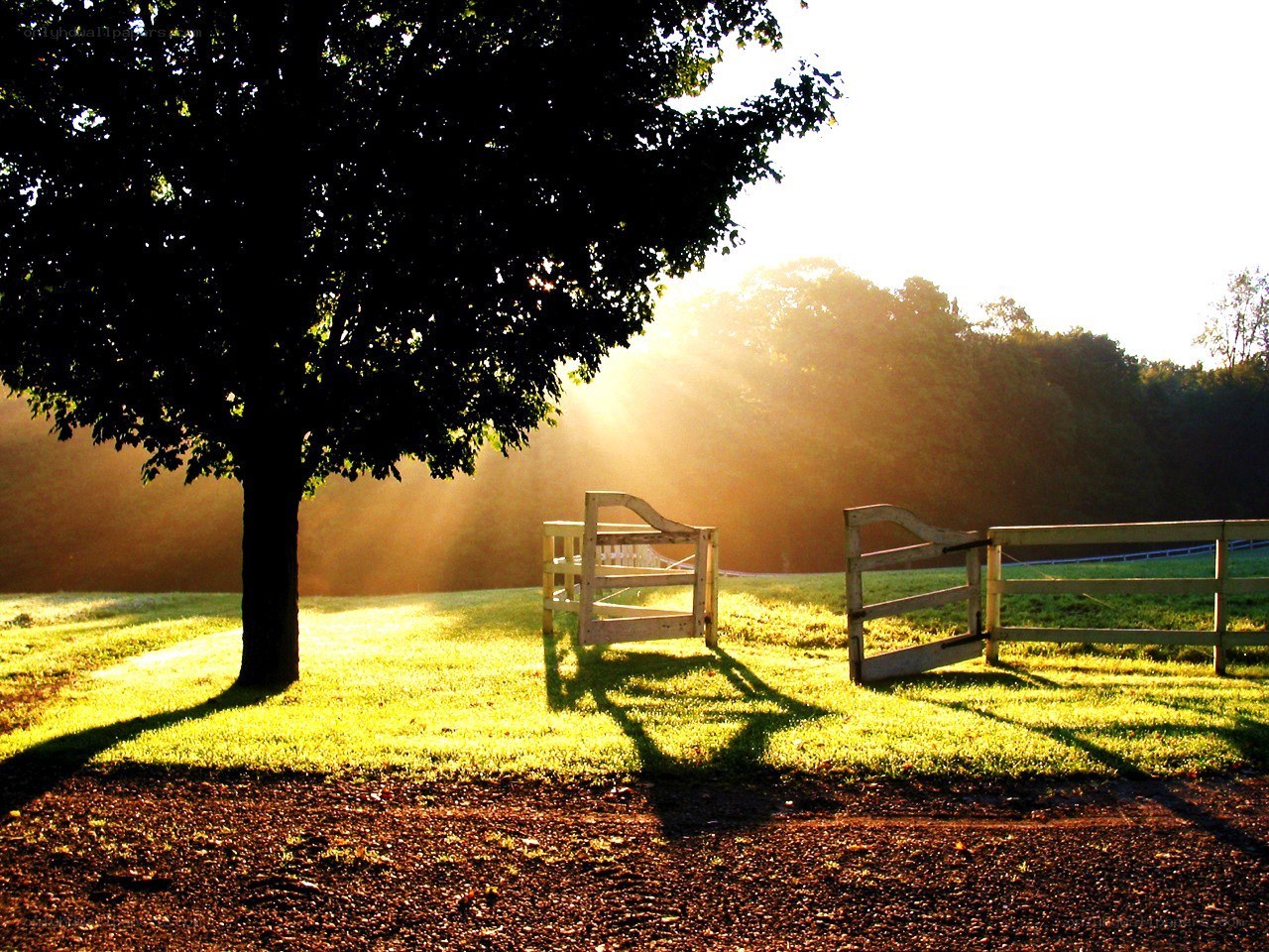 Sunlight through a tree at dawn