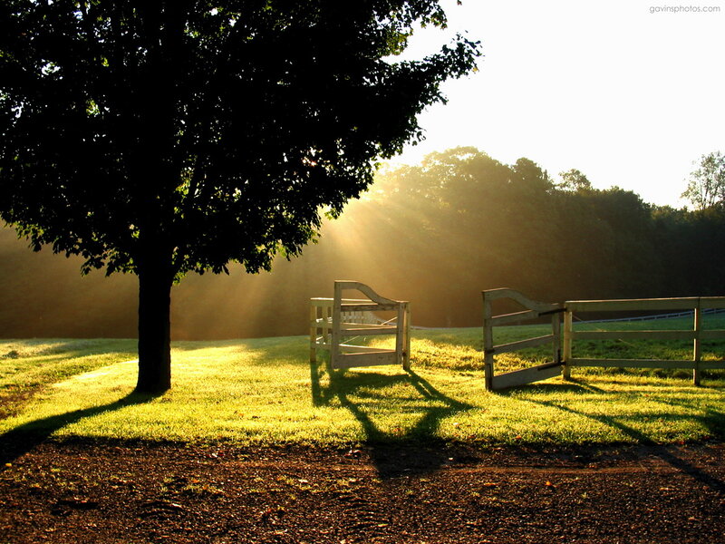 Sunlight through a tree at dawn