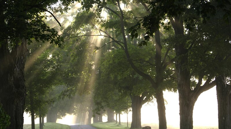 Sunlight through a tree-lined path