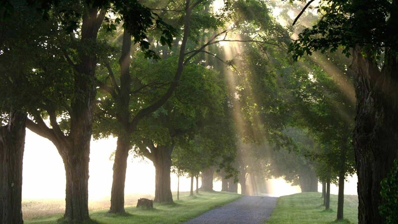 Sunlight through a tree-lined path