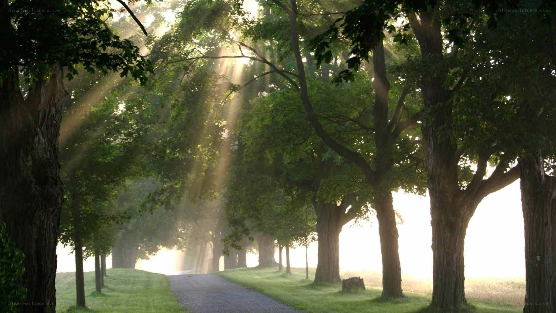 Sunlight through a tree-lined path
