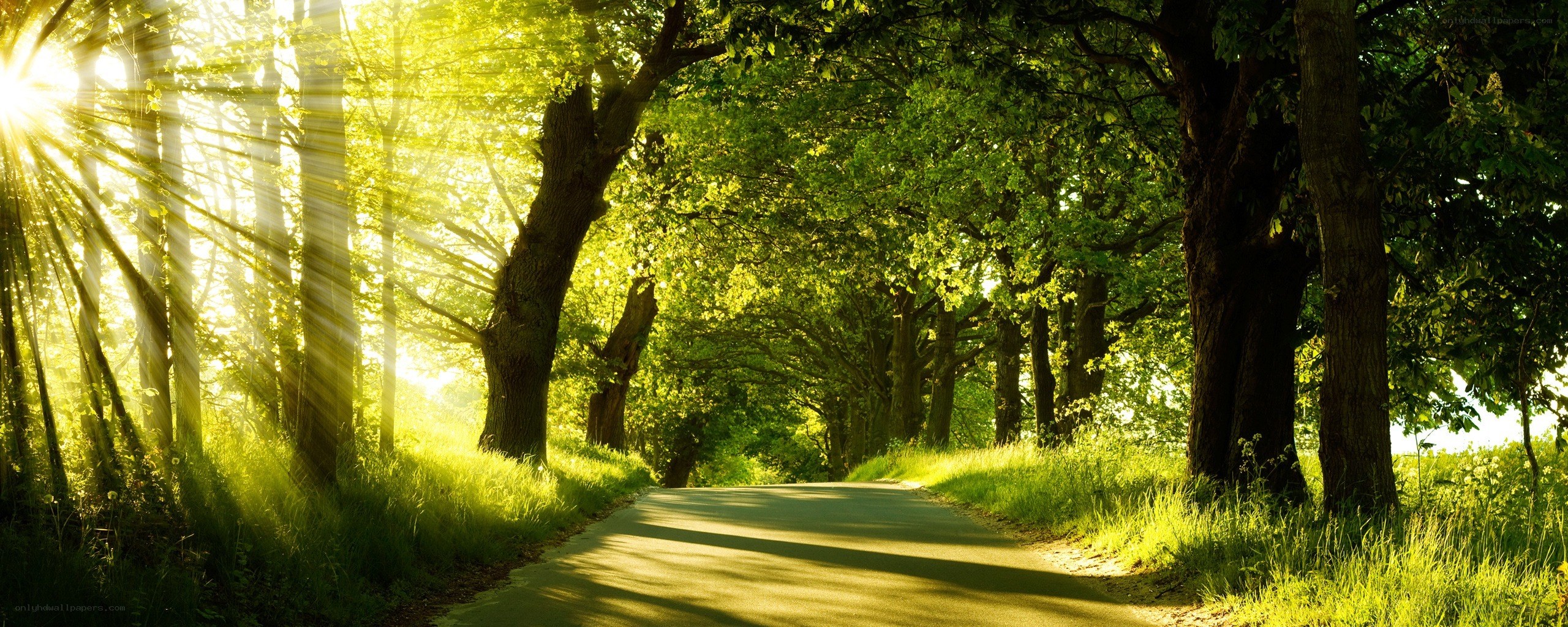 Sunlight through a tree-lined path