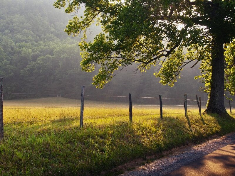 Sunlight through a tree on a rural road