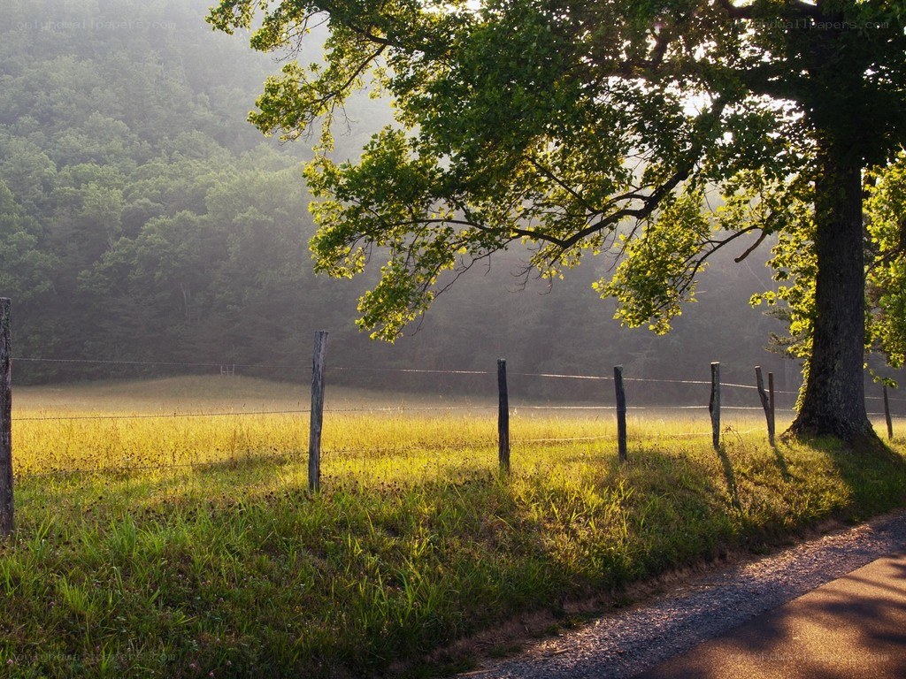 Sunlight through a tree on a rural road