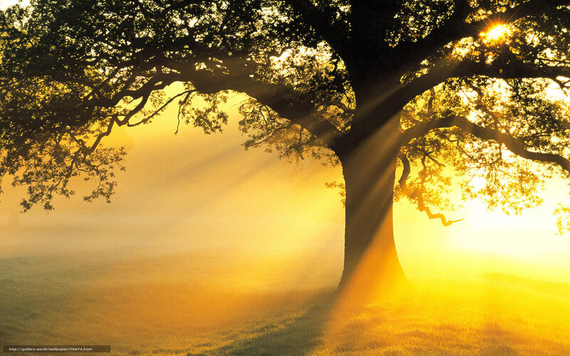 Sunlight through a tree