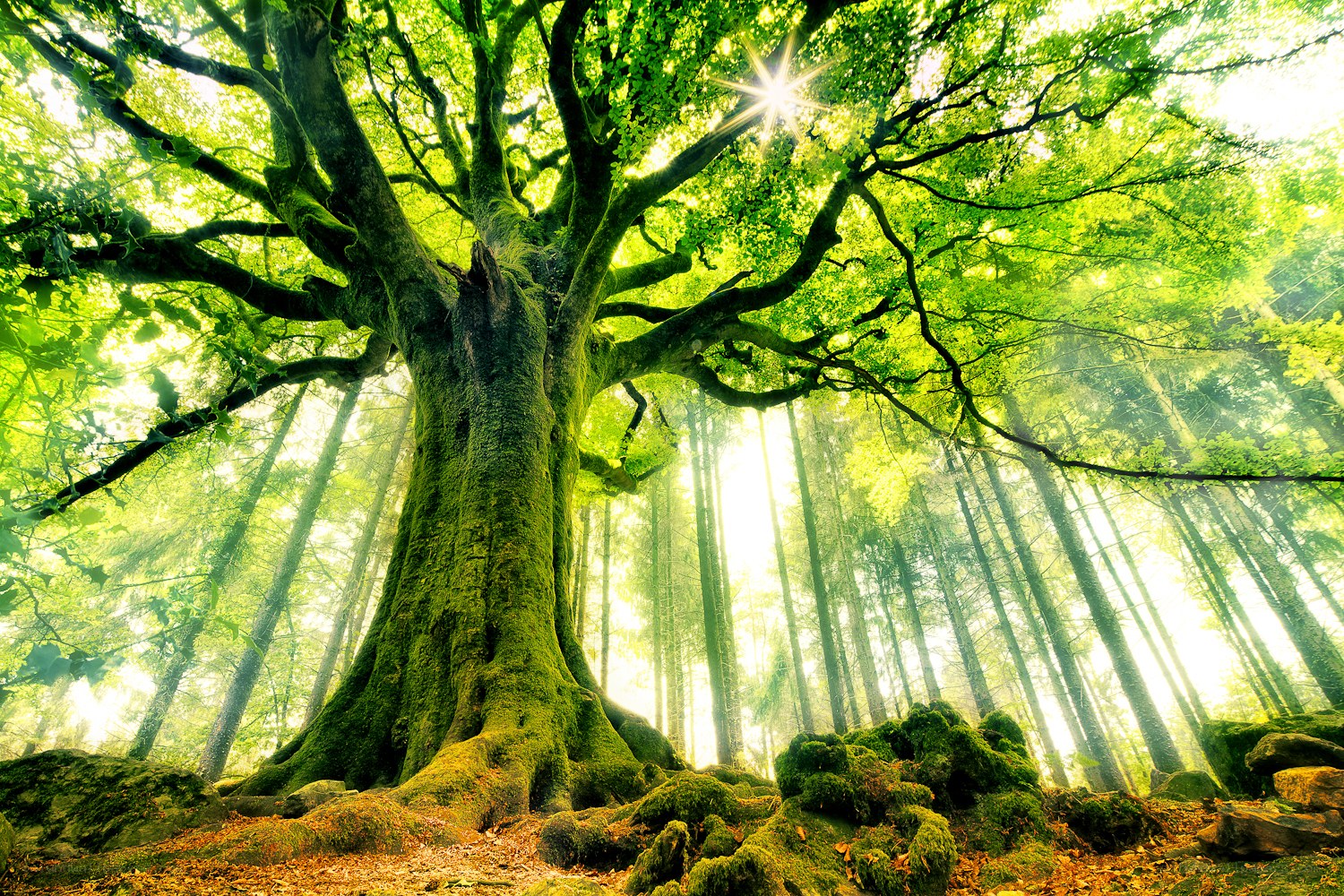 Sunlight through ancient forest