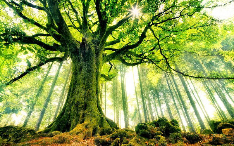 Sunlight through ancient forest