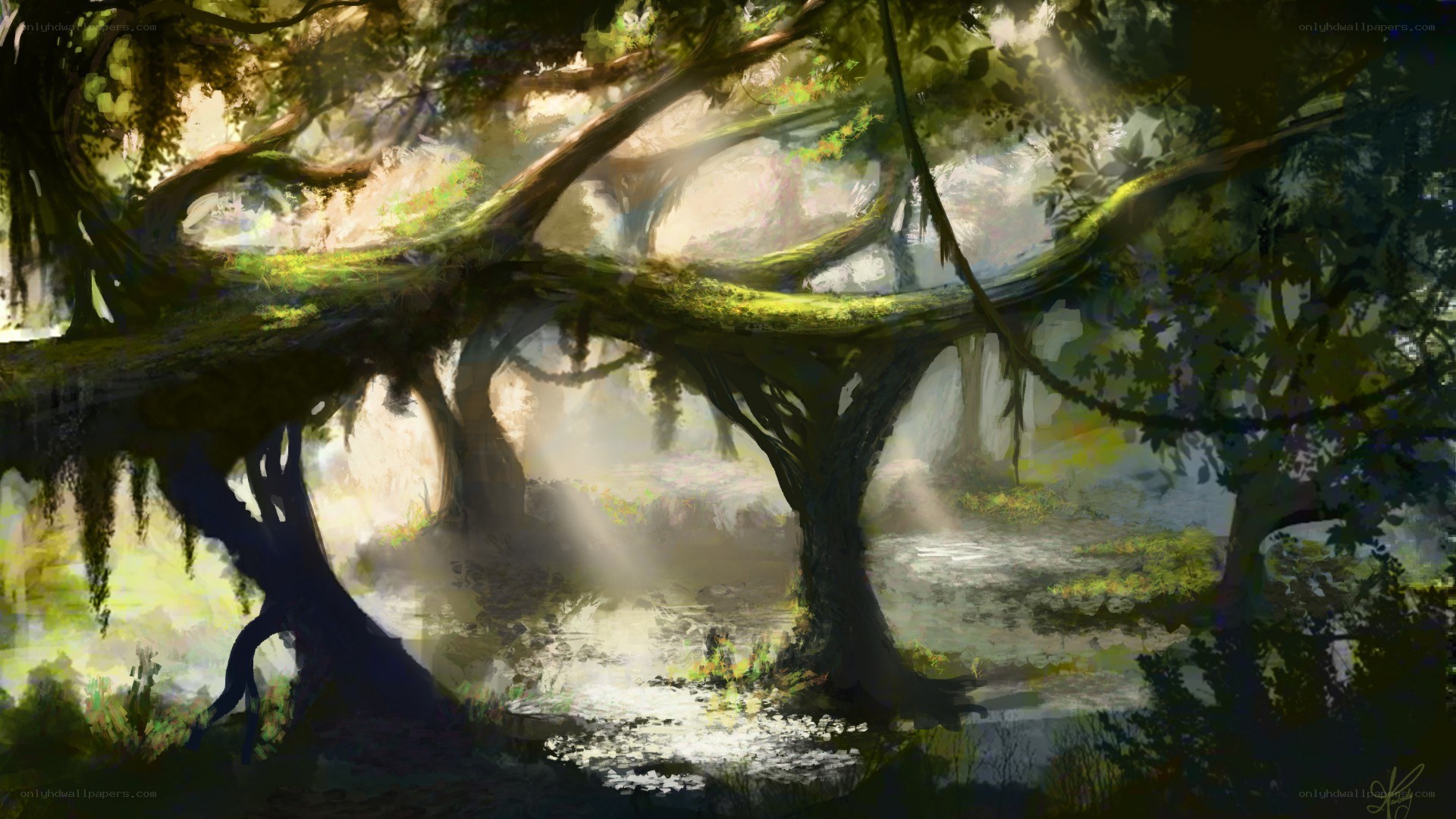 Sunlight through ancient forest