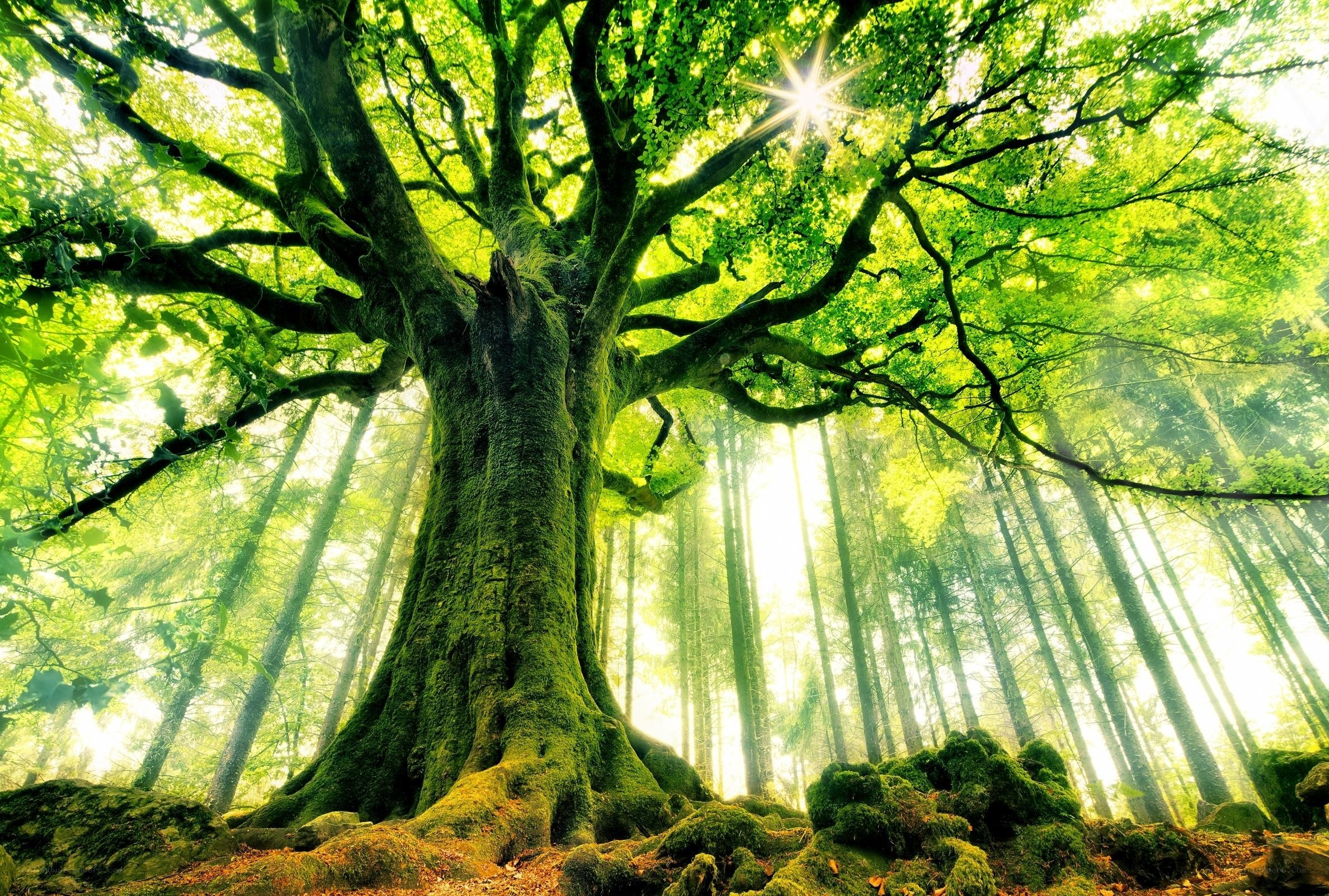 Sunlight through ancient forest