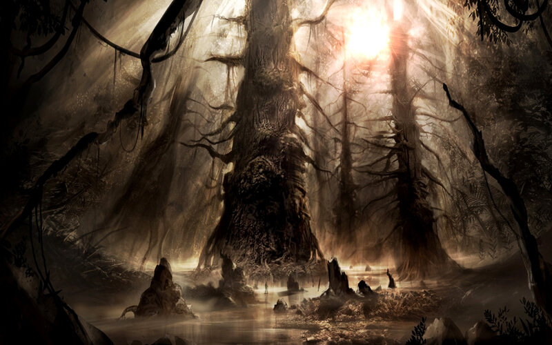 Sunlight through ancient forest