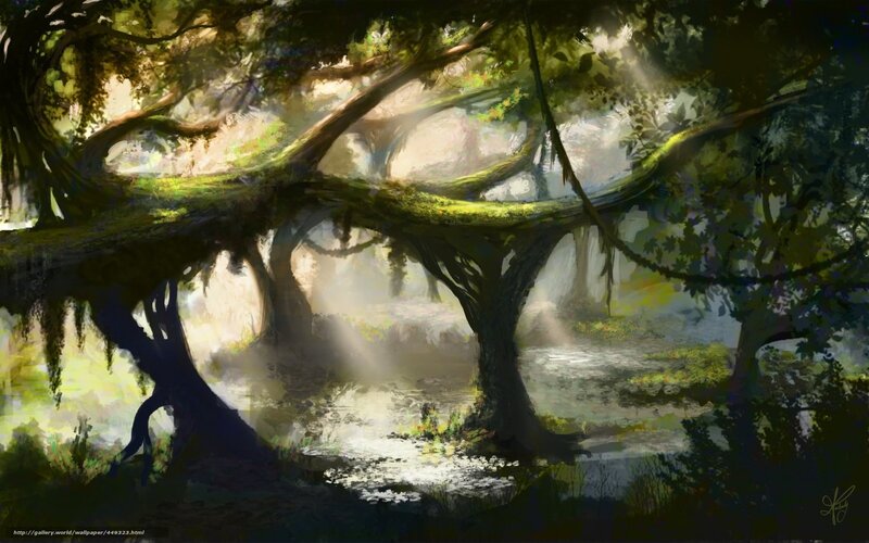 Sunlight through ancient forest