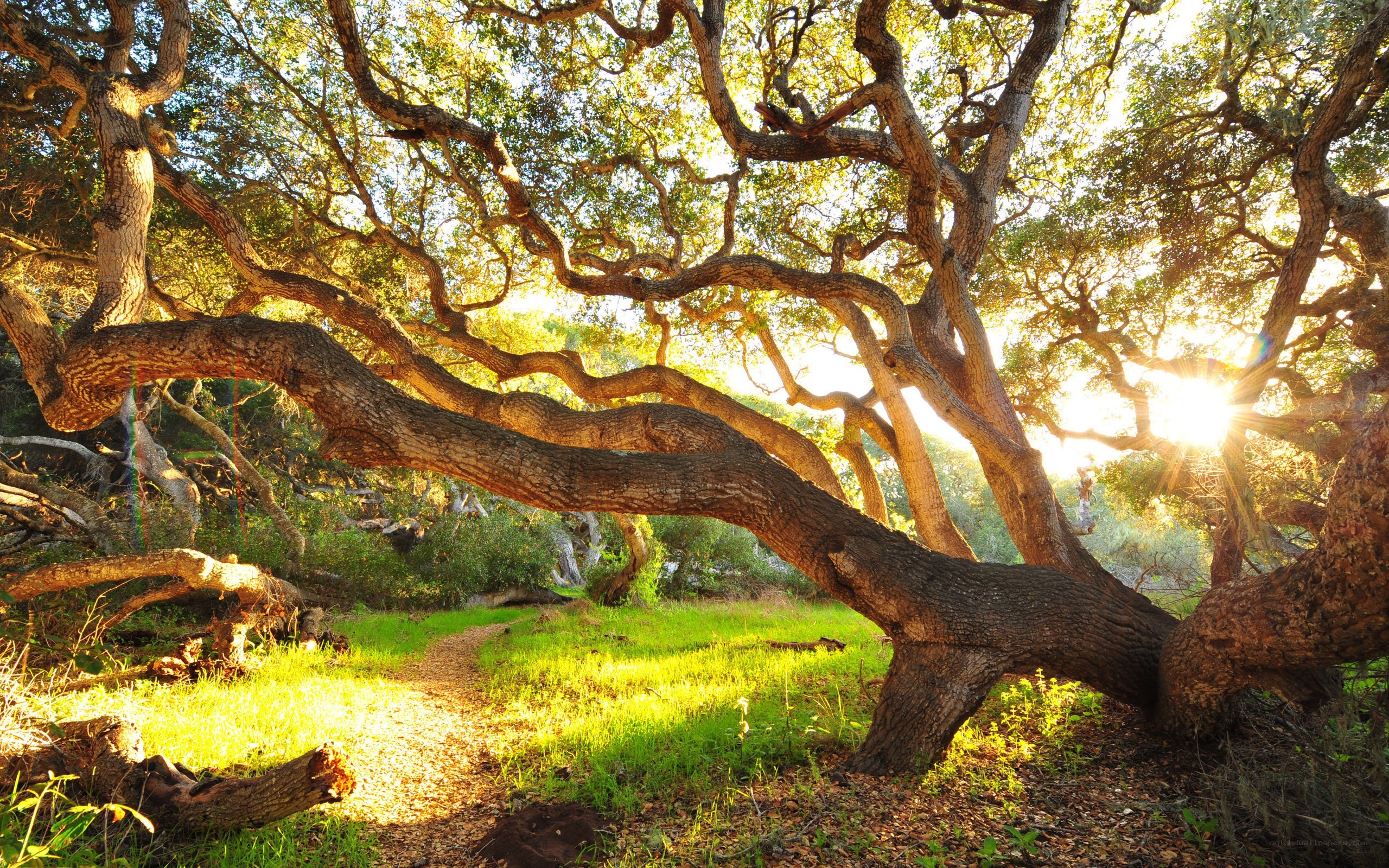 Sunlight through ancient oak trees