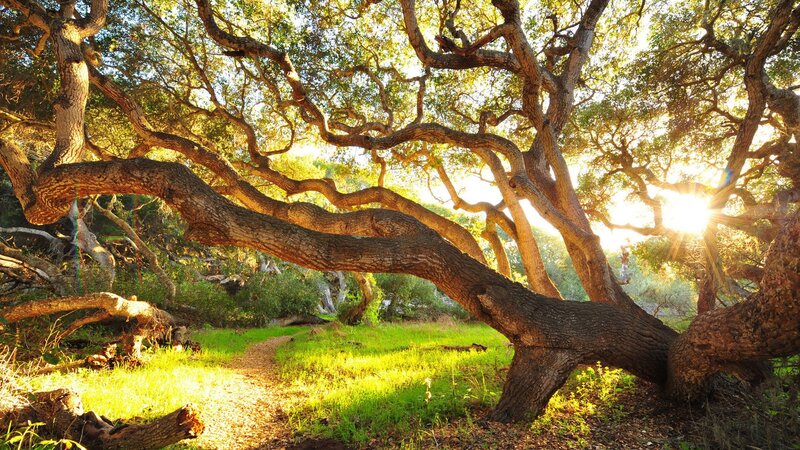 Sunlight through ancient oak trees