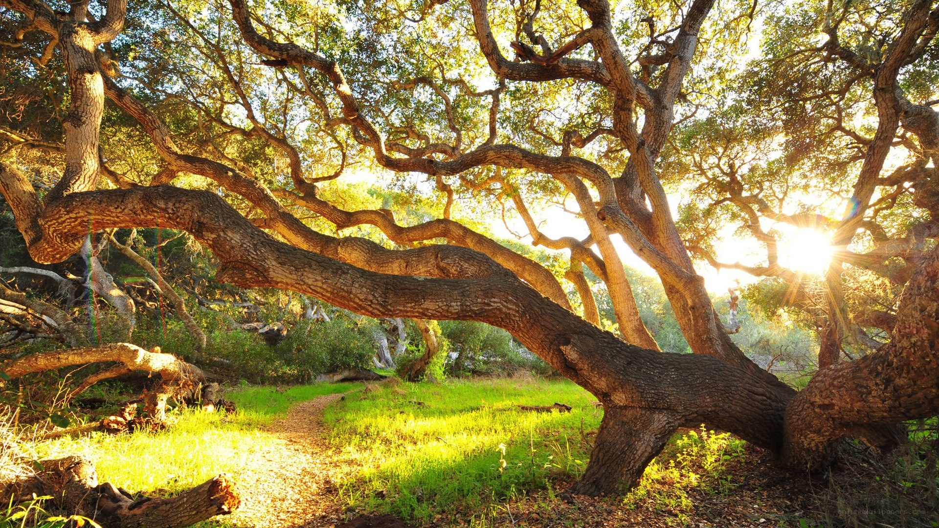 Sunlight through ancient oak trees